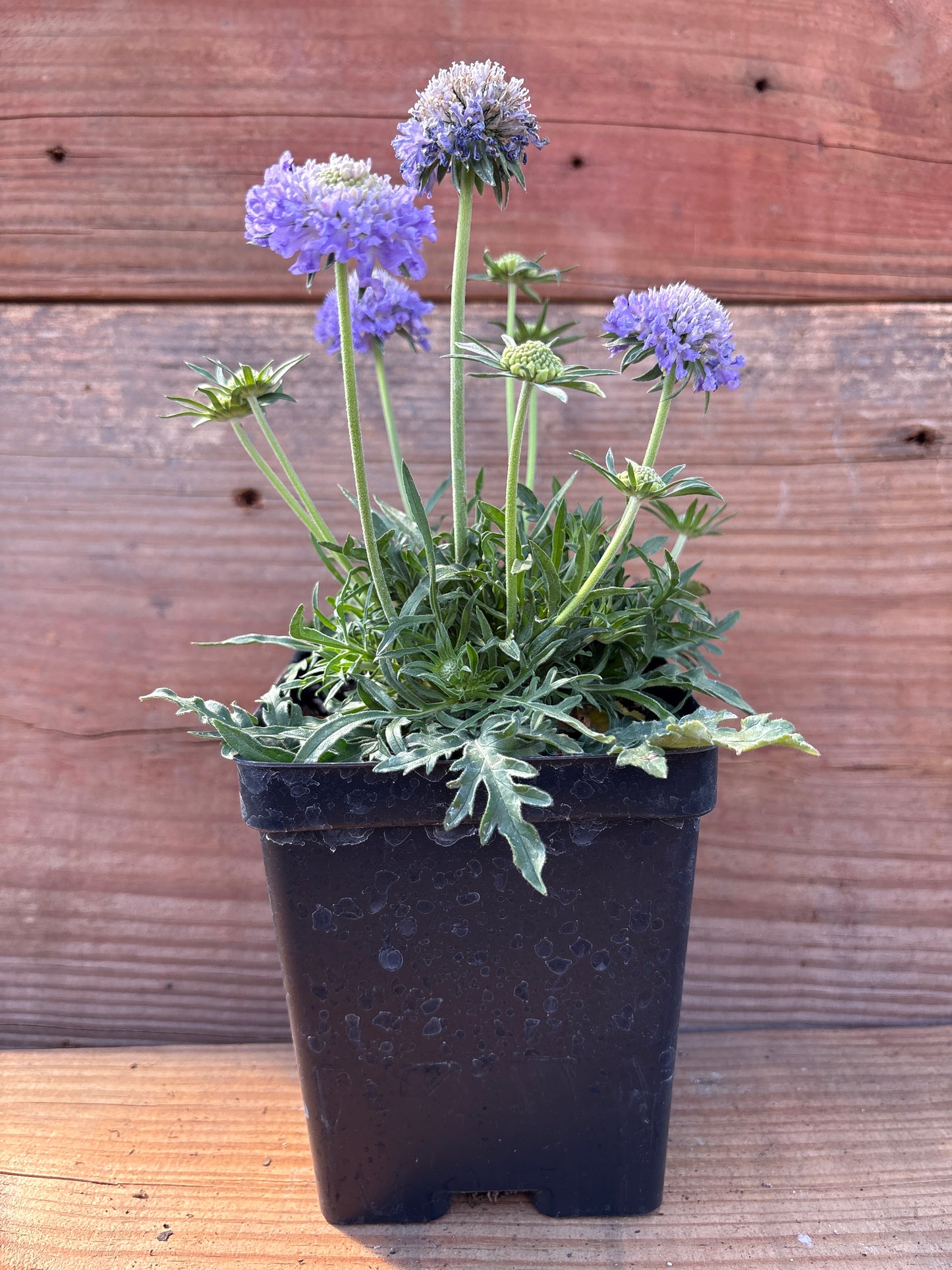 Scabiosa columbaria ‘Blue Note’