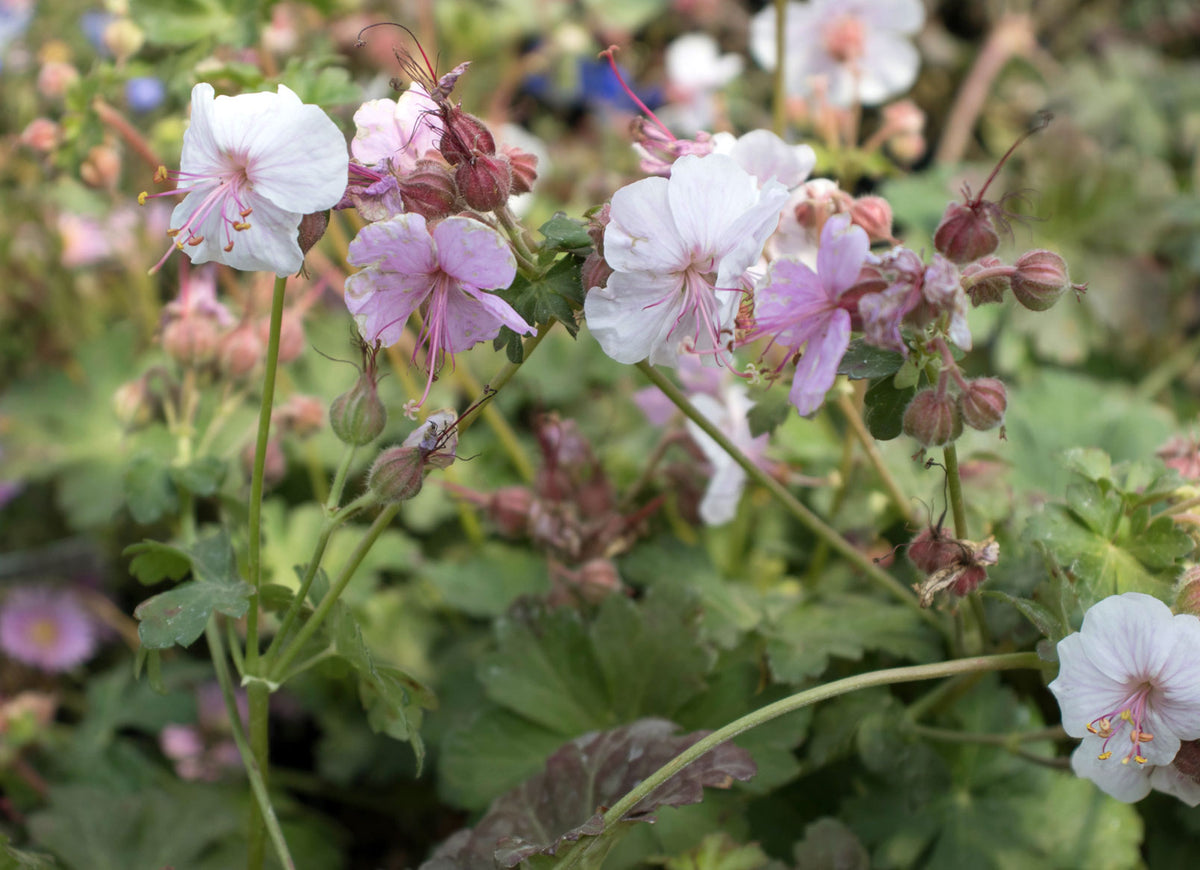 Geranium x Cantabrigiense 'Biokovo'