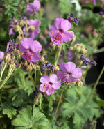 Geranium cambridge