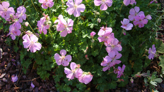 Geranium dalmatian pink cranesbill