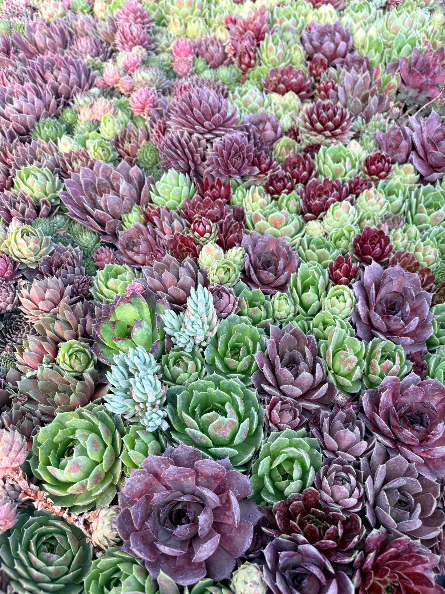 Sempervivum (Hens and Chicks) Mixed Pots