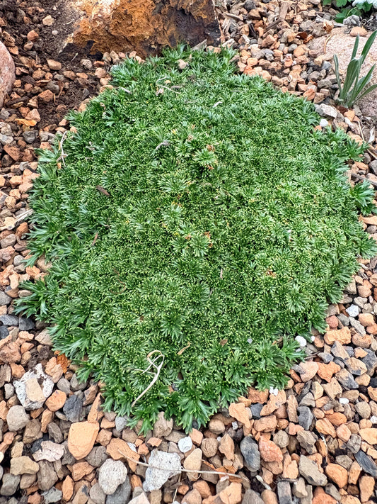 Azorella trifurcata 'Nana' (Bolax)