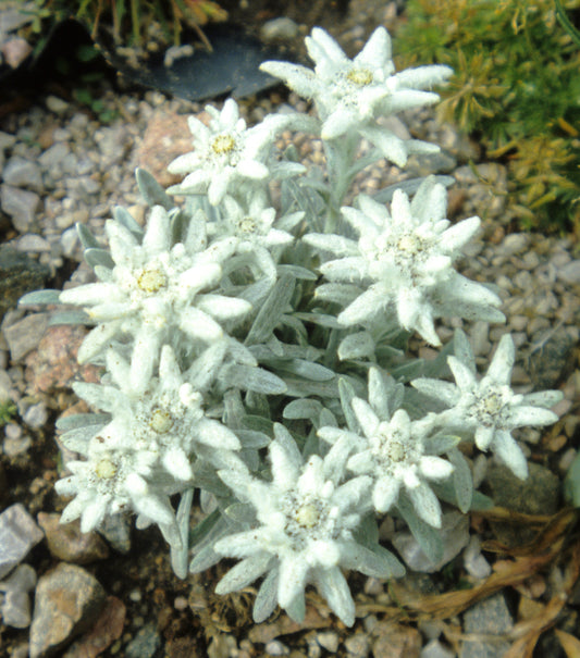Leontopodium alpinum Edelweiss