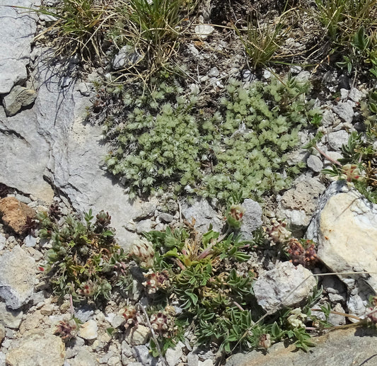 Paronychia kapela ssp. serpyllifolia (Nailwort)