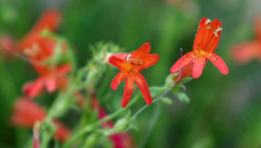 Penstemon pinifolius (Red Flower)