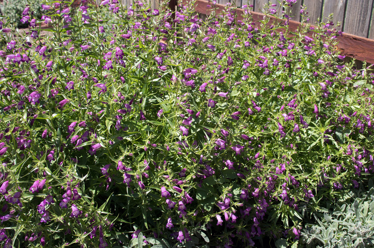 Penstemon ‘Windwalker garnet'