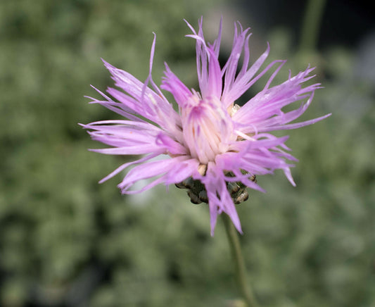 Psephellus simplicicaulis Bellina Pink