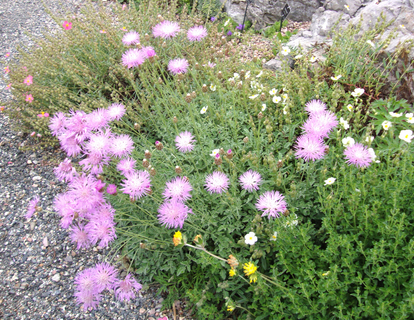 Psephellus simplicicaulis Bellina Pink