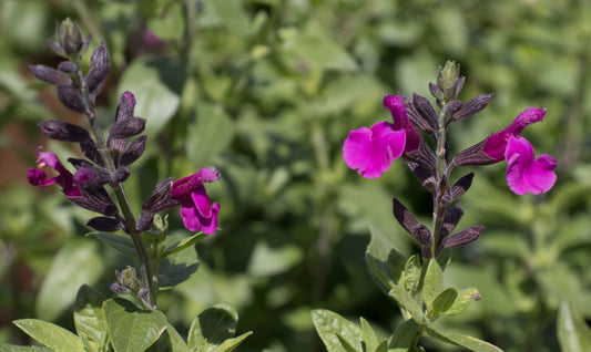 Salvia FlowerKisser® Royal Rose