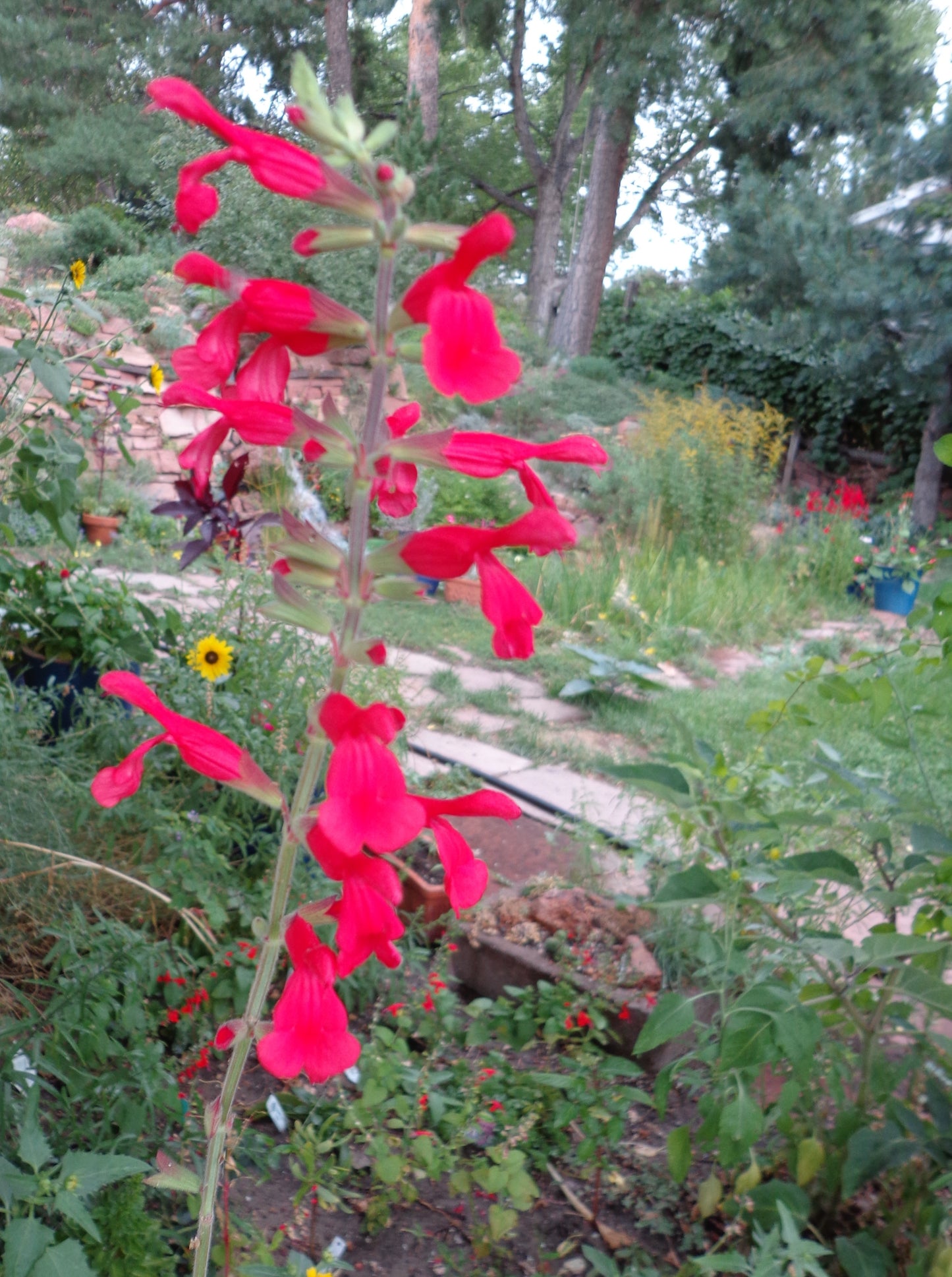 Salvia darcyi
