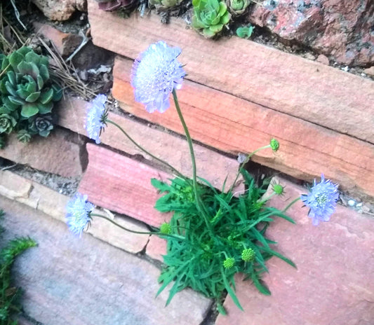 Scabiosa columbaria ‘Blue Note’