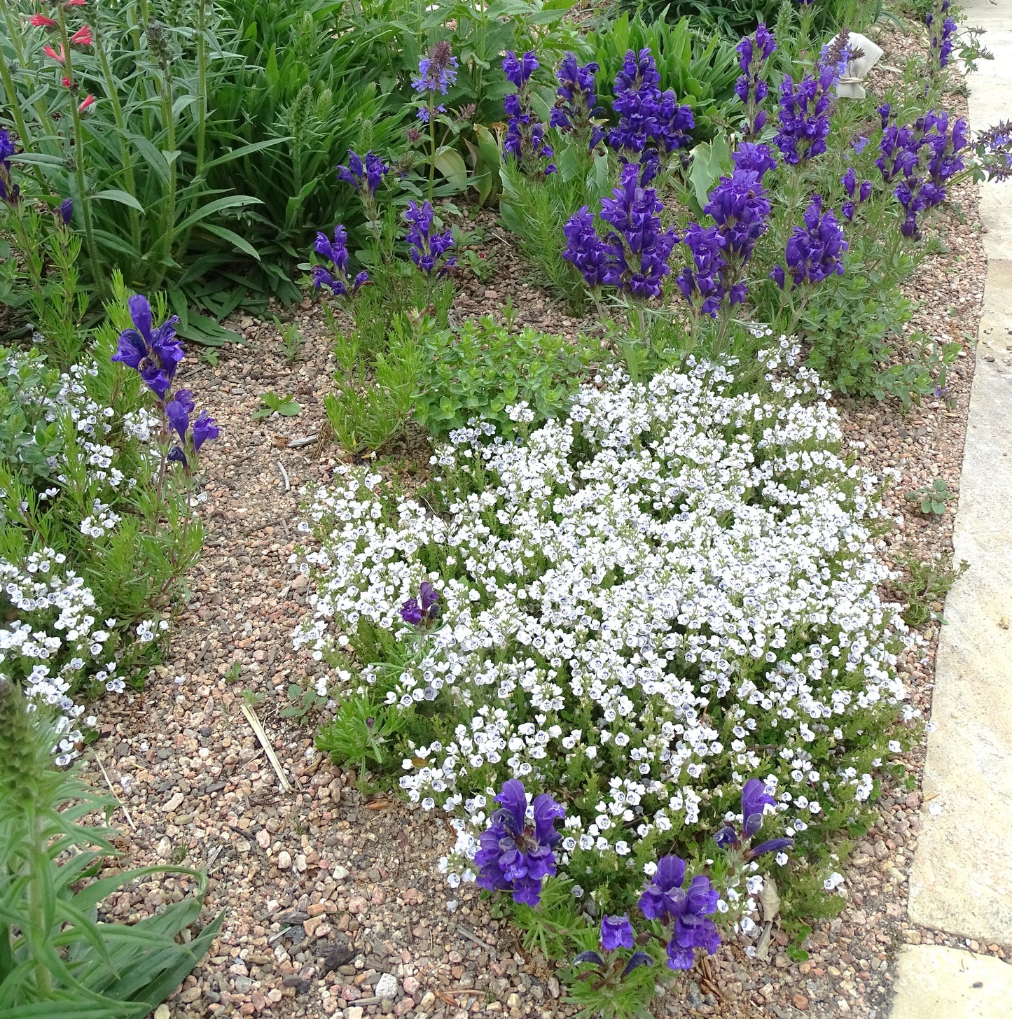 Veronica Snowmass® blue-eyed