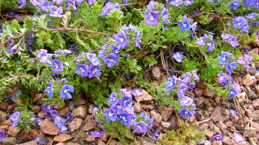 Veronica pectinata
