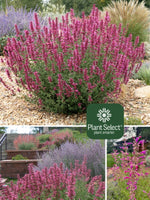 Agastache cana 'Sonoran Sunset'