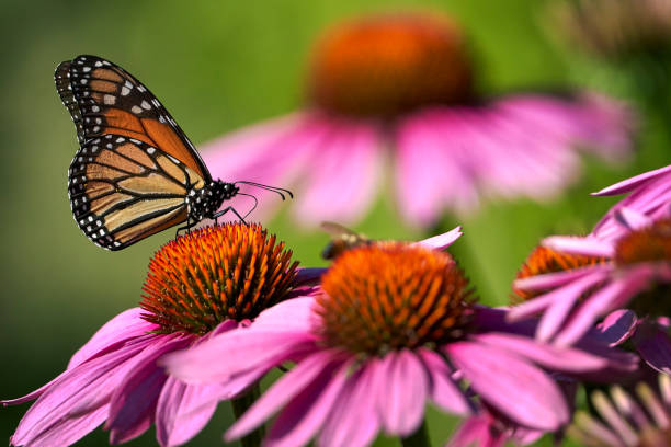 Pollinators