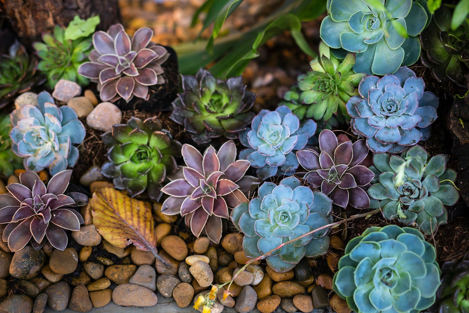  Perfect for dry gardens and containers