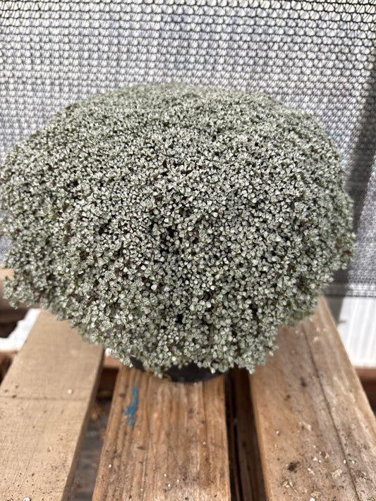 Raoulia tenuicaulis