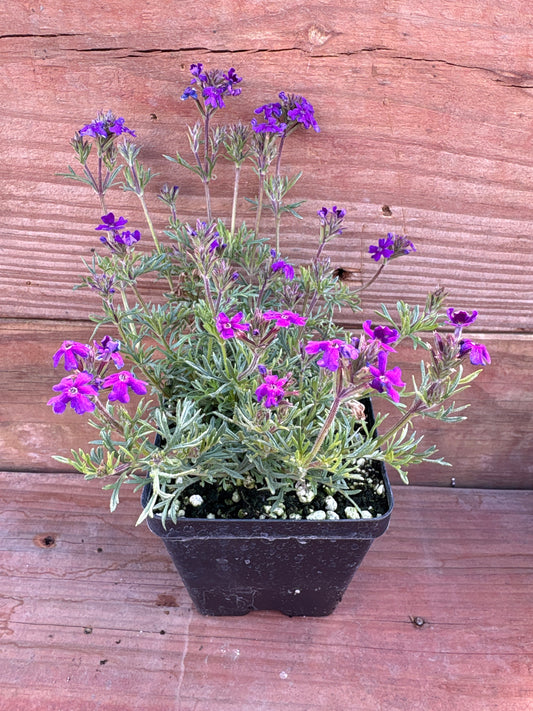 Verbena 'Dark Purple'