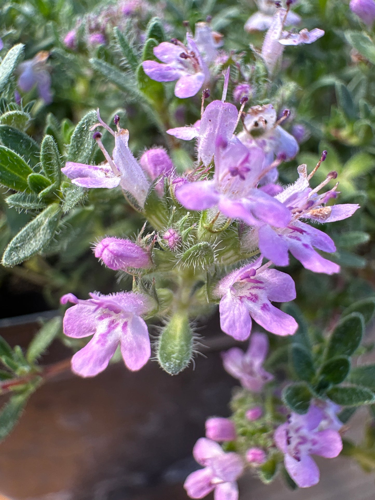 Thymus serpyllum 'Pink Chintz'