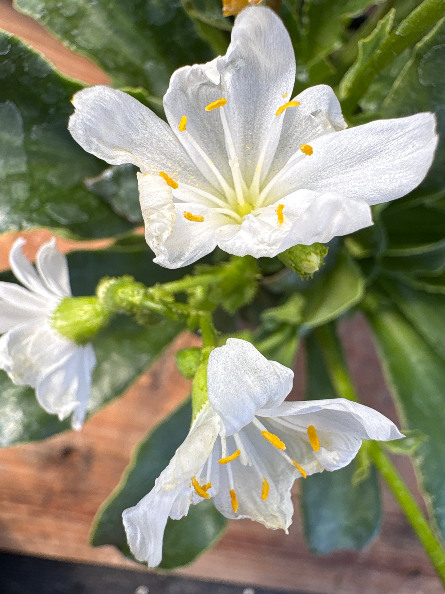Lewisia cotyledon 'Elise'
