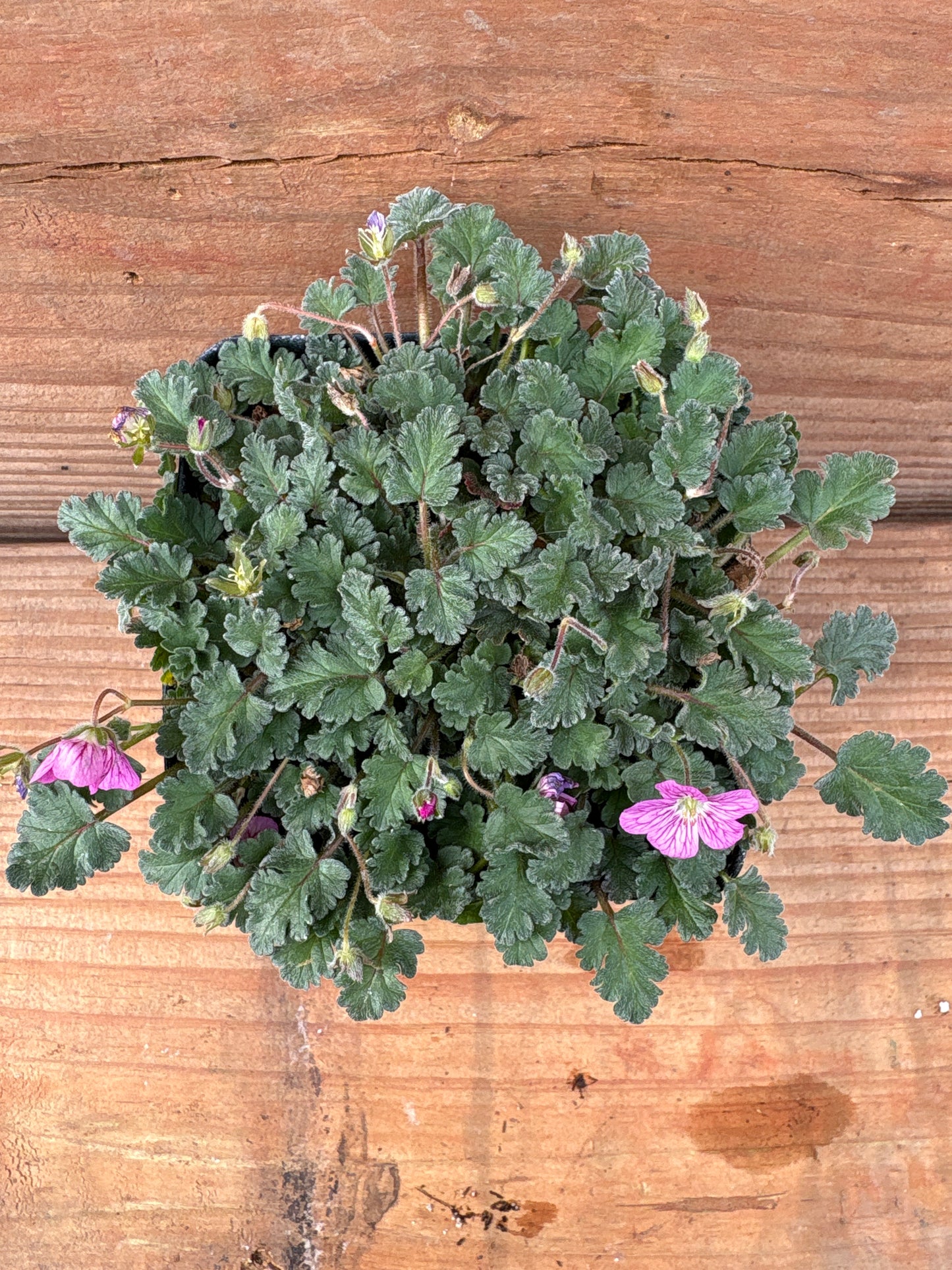 Erodium  'Bishops Form'