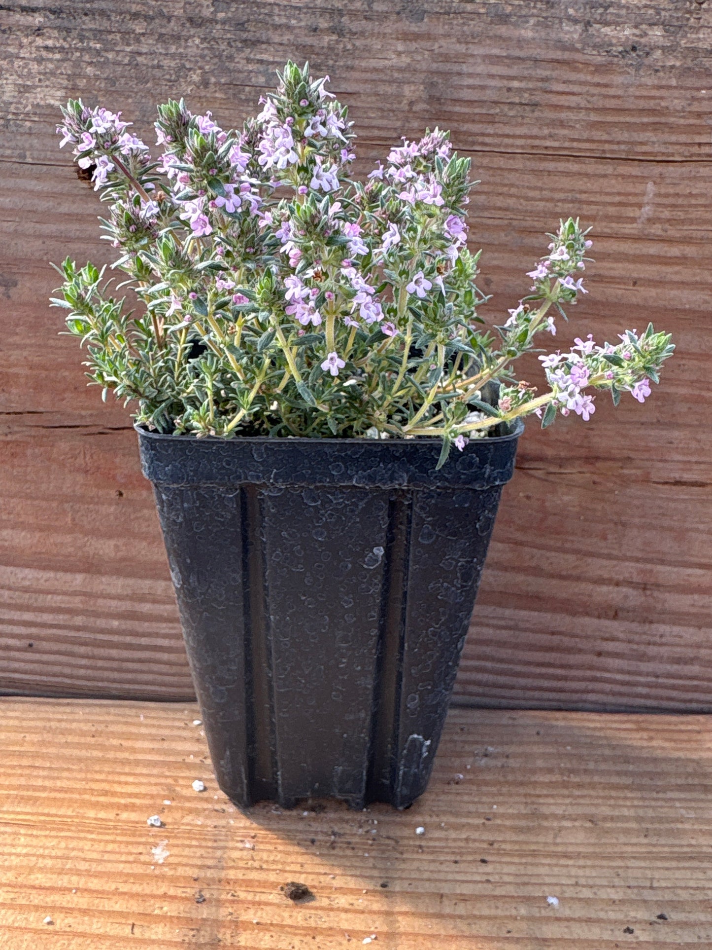 Thymus richardii var. davisii