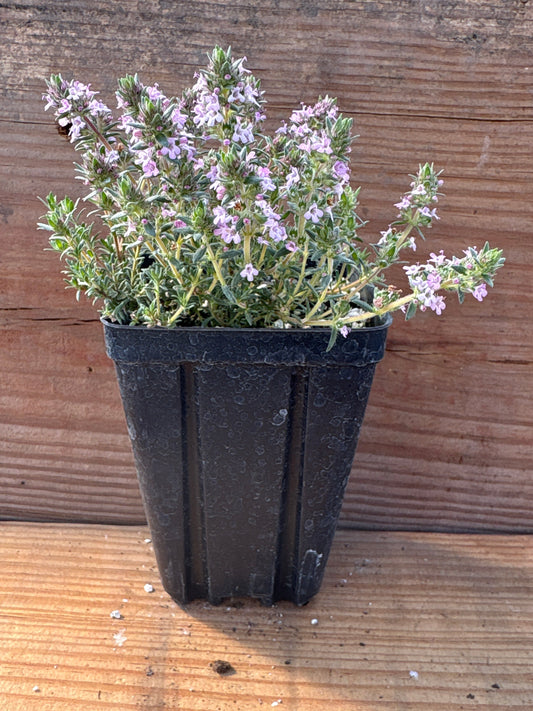Thymus richardii var. davisii