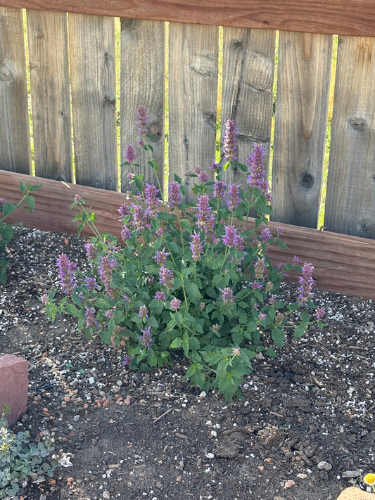 Agastache 'Blue Blazes'