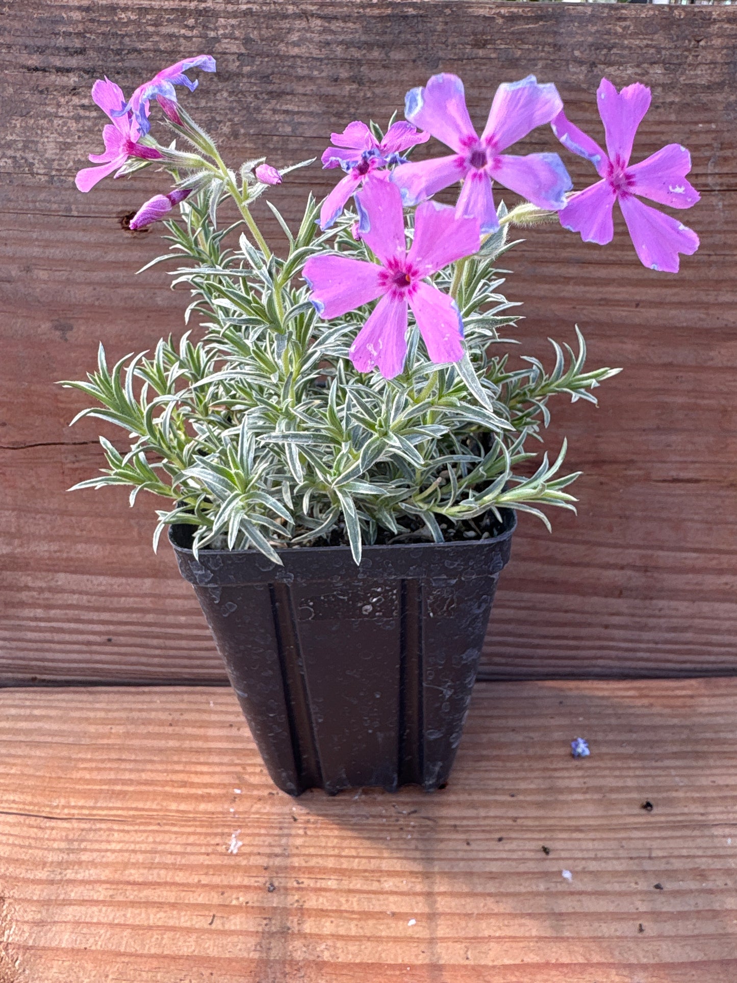 Phlox subulata 'Nettleton's Variation'