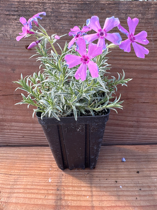 Phlox subulata 'Nettleton's Variation'