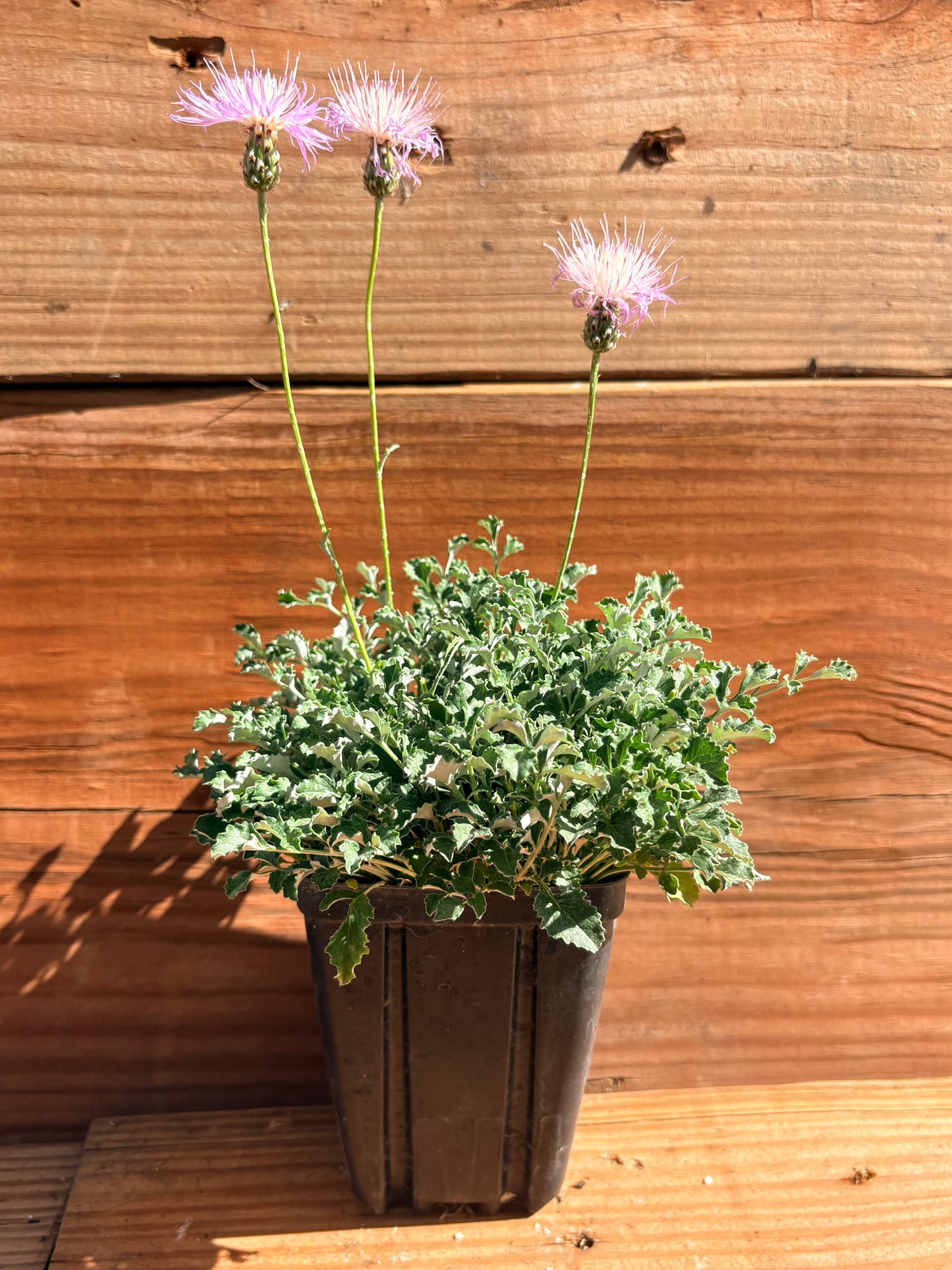 Psephellus simplicicaulis Bellina Pink