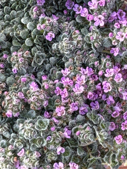 Thymus minus