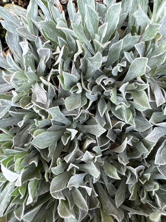 Antennaria dioica ‘Rubra’ (Red Pussytoes)