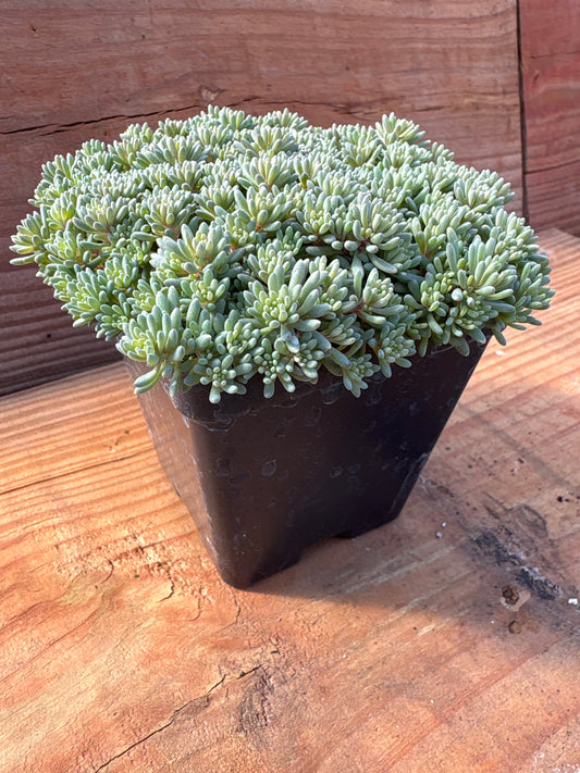 Sedum hispanicum v. “Purpureum”