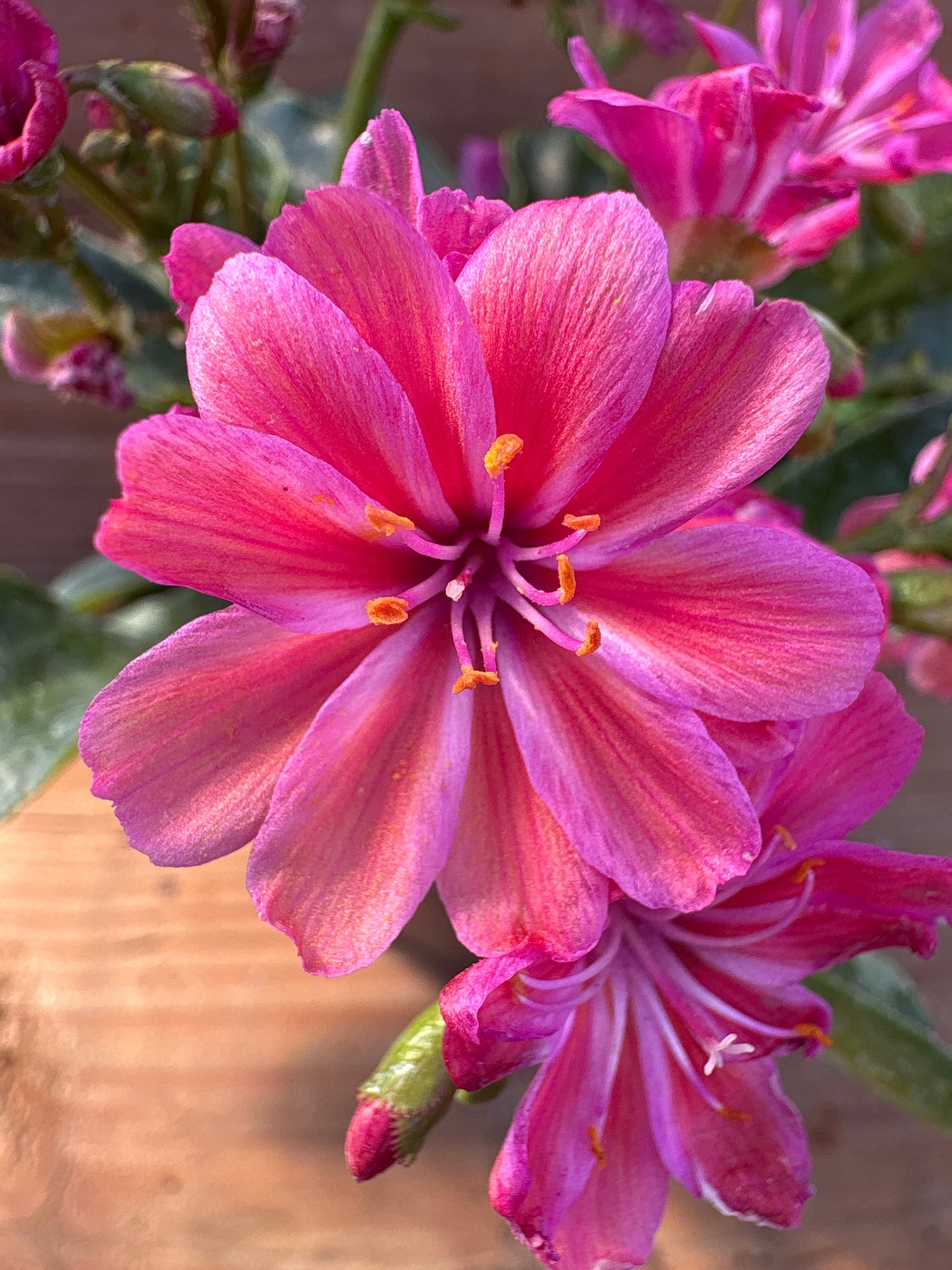 Lewisia cotyledon 'Sunset Strain'
