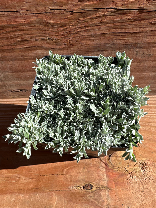 Anaphalis alpicola