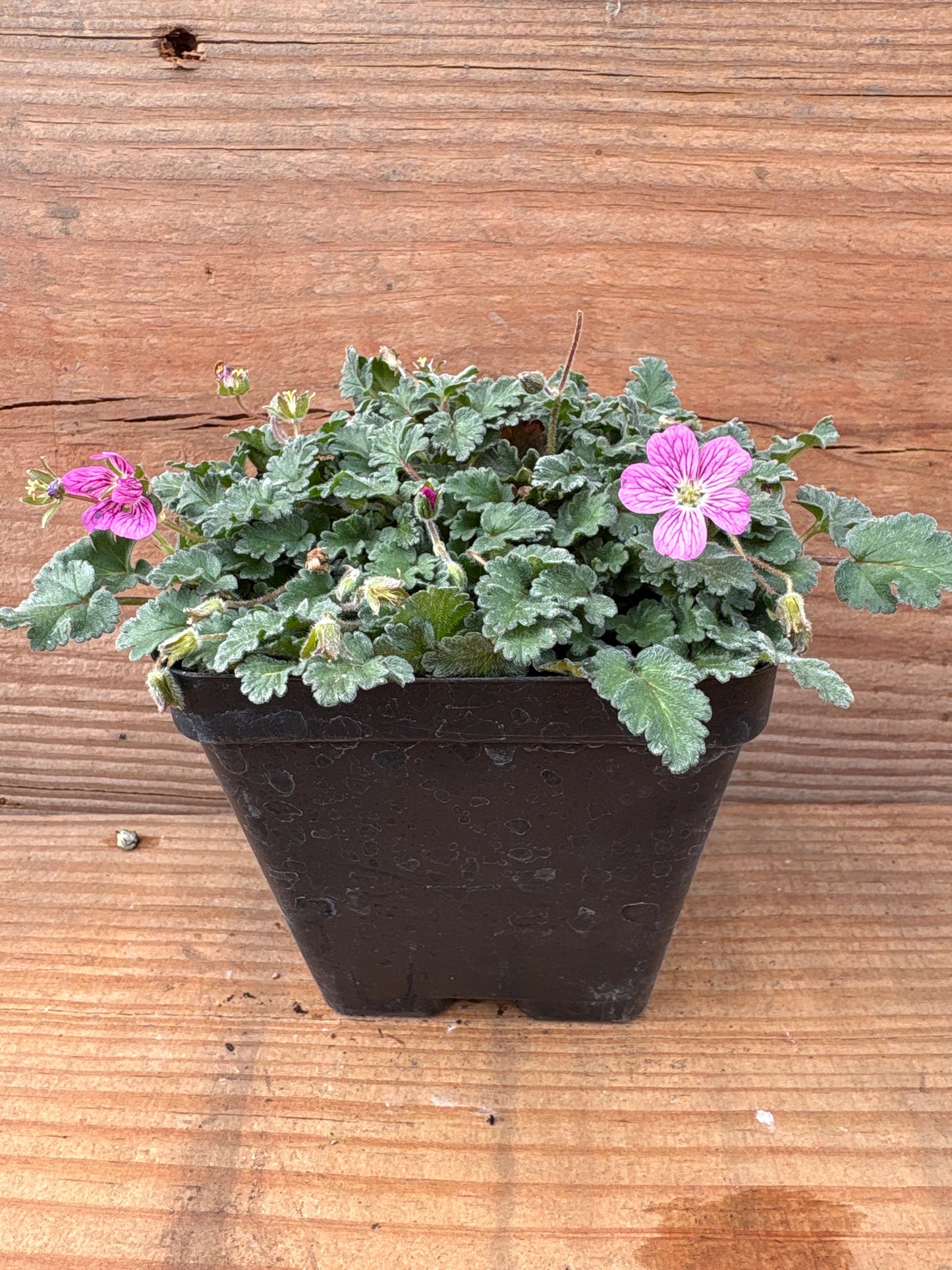 Erodium  'Bishops Form'