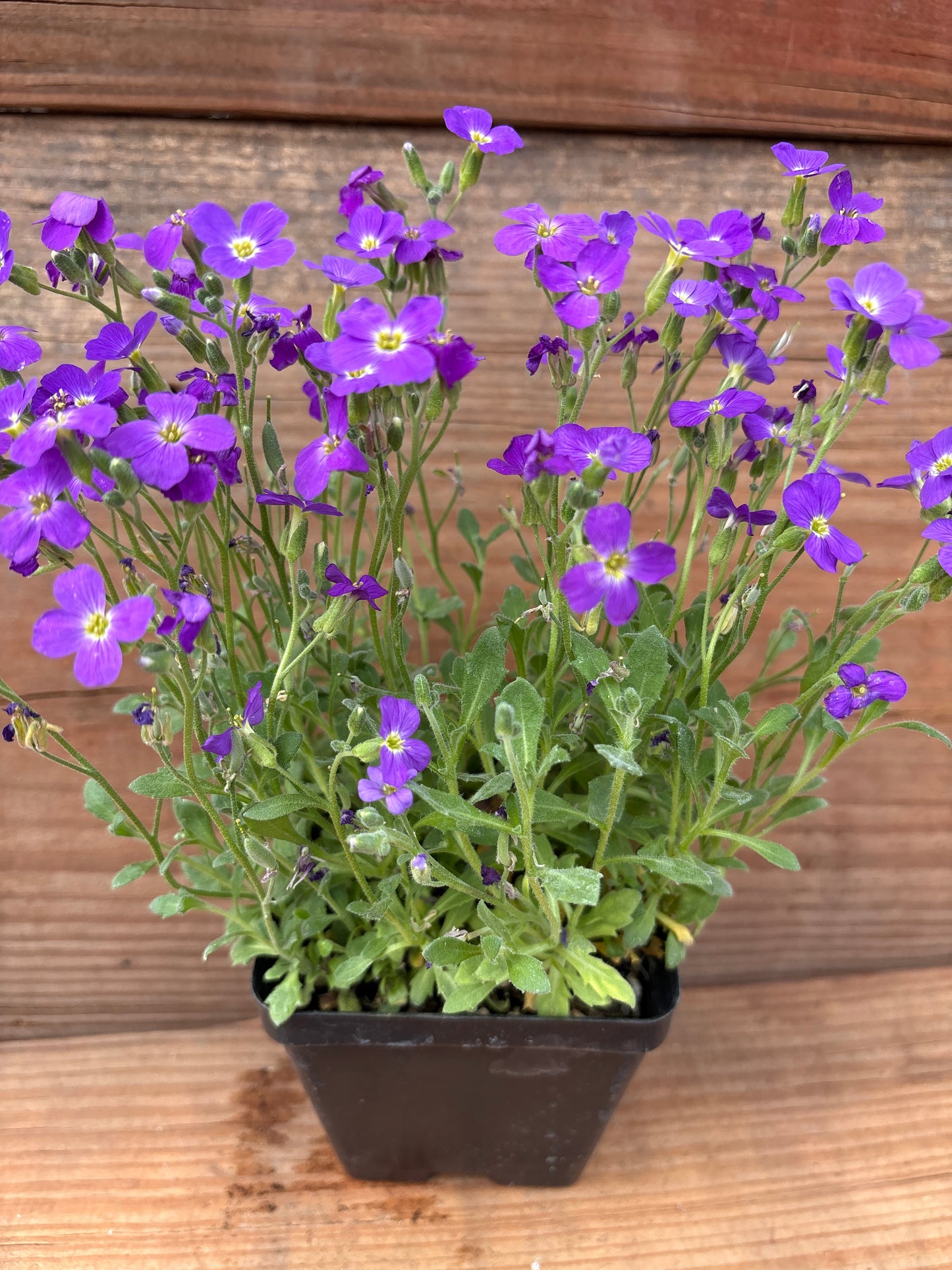 Aubrieta 'Whitewell Gem'