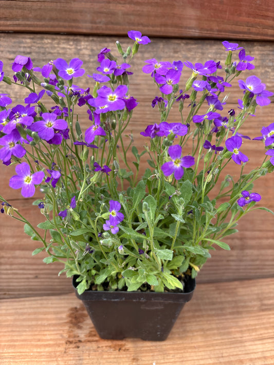 Aubrieta 'Whitewell Gem'