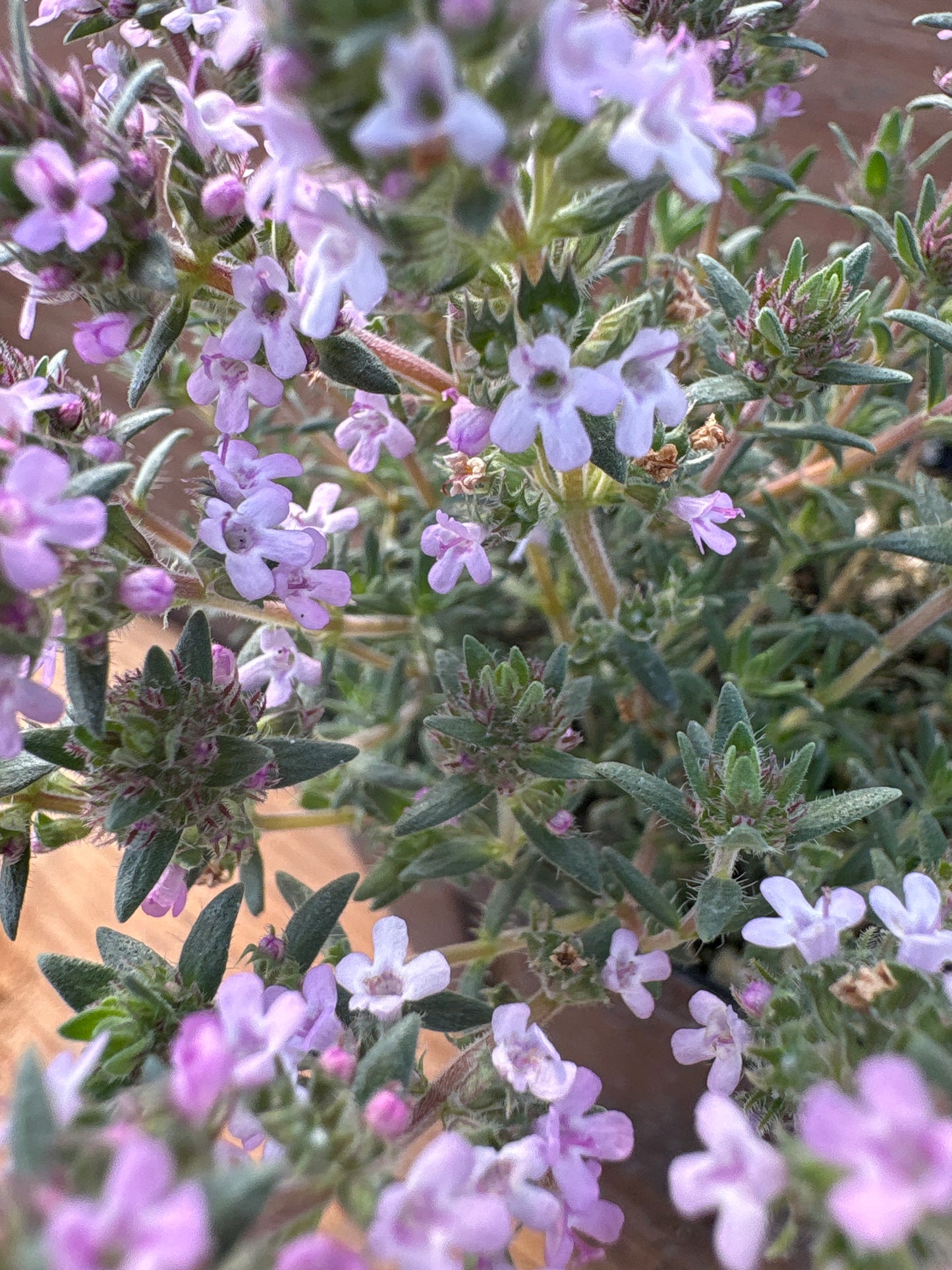 Thymus richardii var. davisii