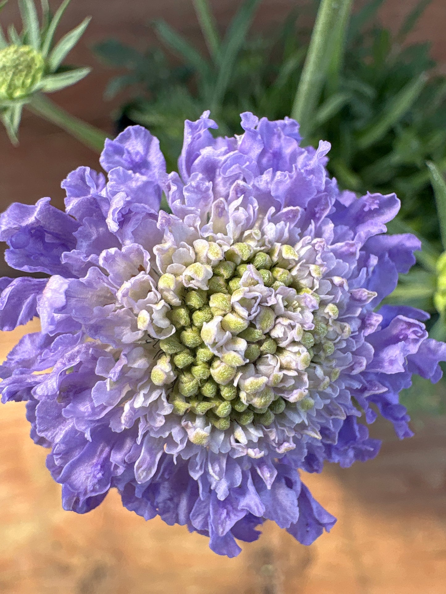 Scabiosa columbaria ‘Blue Note’