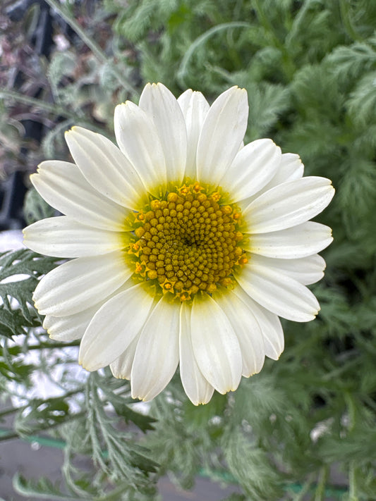 Anthemis tinctoria 'Susanna Mitchell'