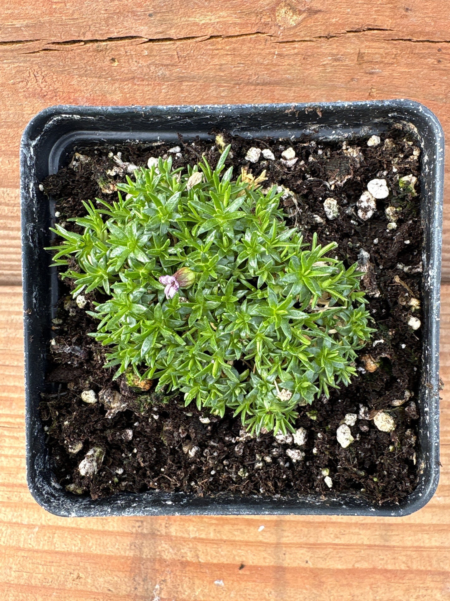 Silene acaulis 'Pedunculata'