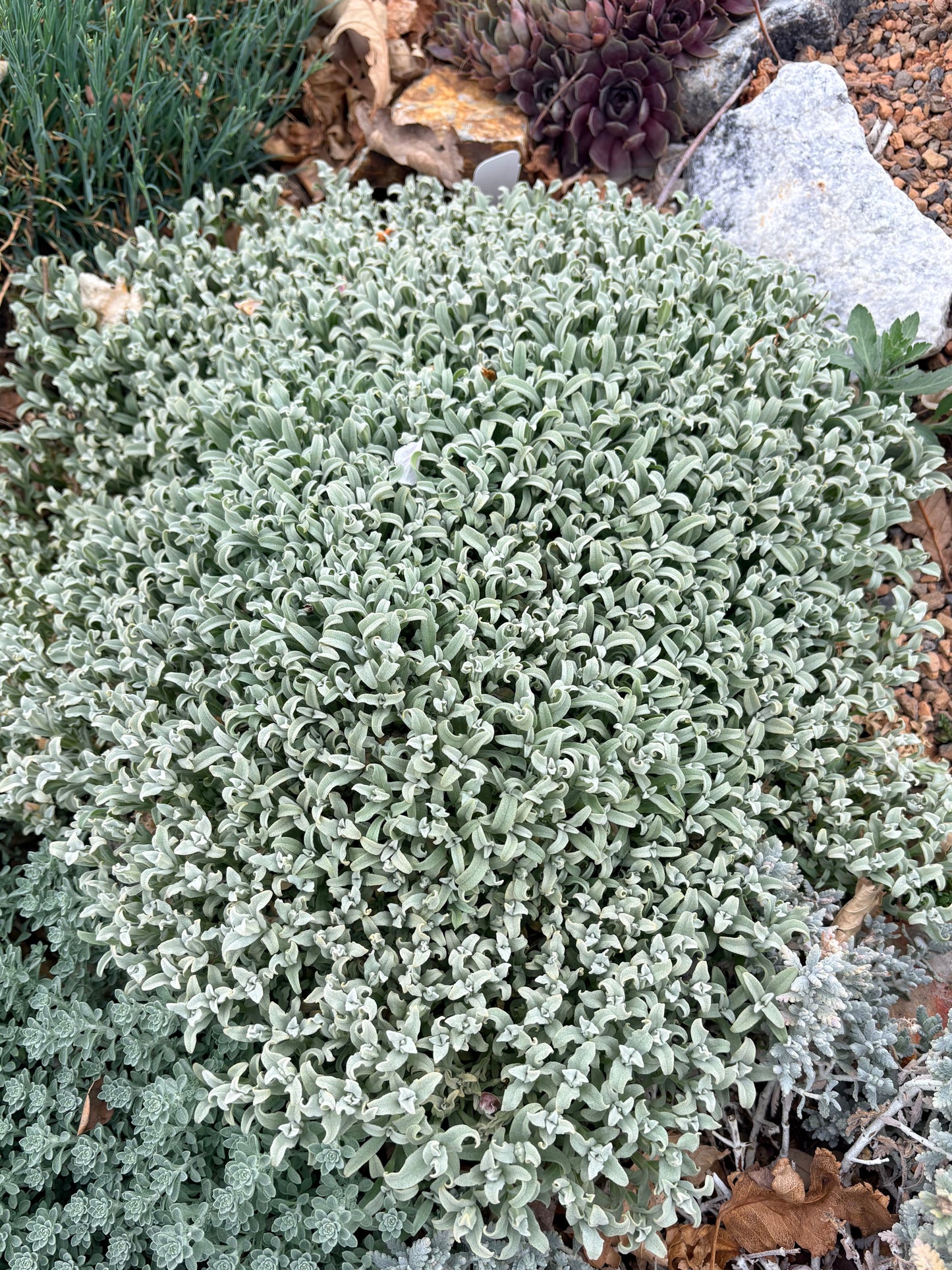 Cerastium candidissimum