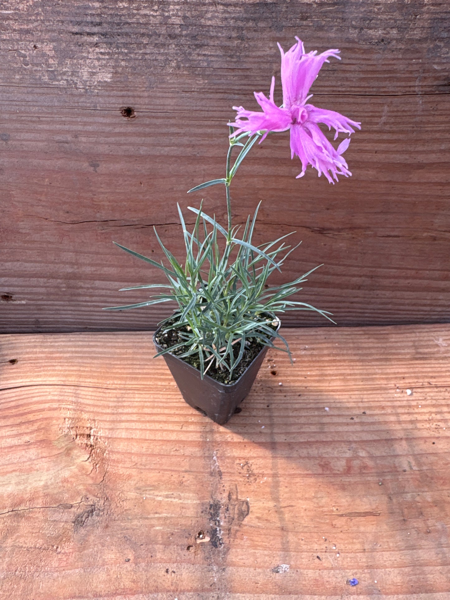 Dianthus plumarius