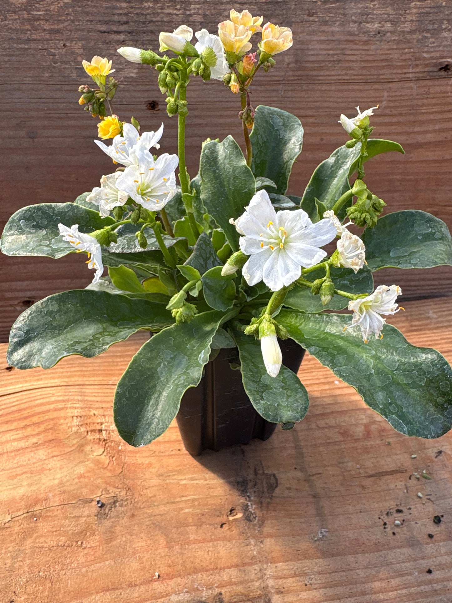 Lewisia cotyledon 'Elise'