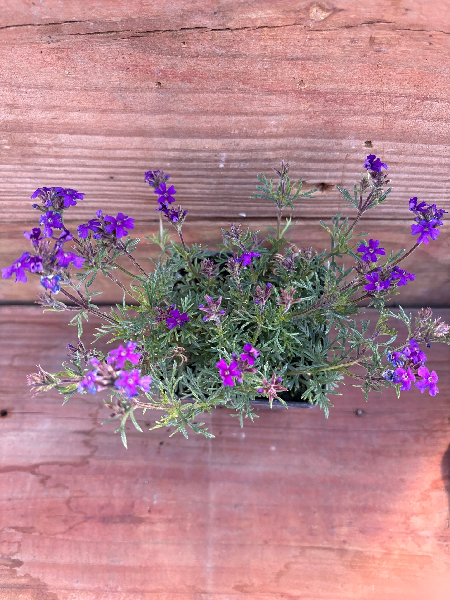 Verbena 'Dark Purple'
