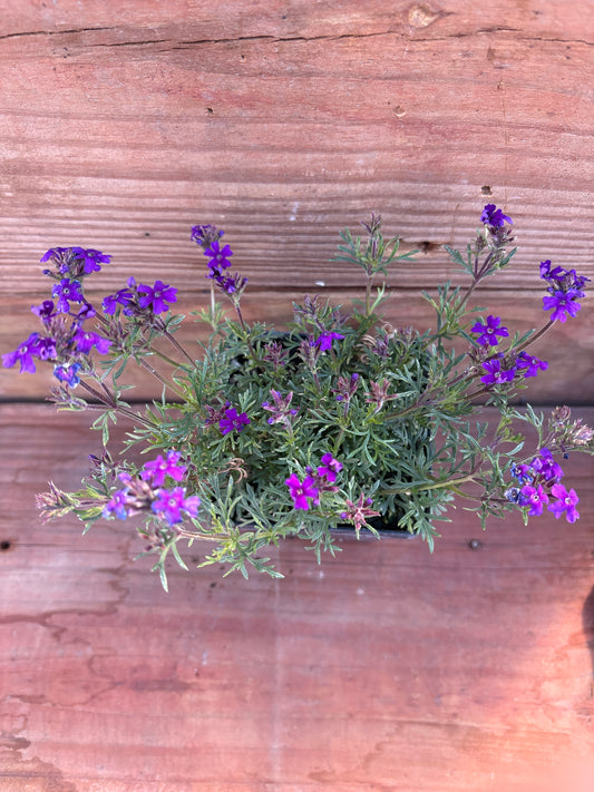 Verbena 'Dark Purple'