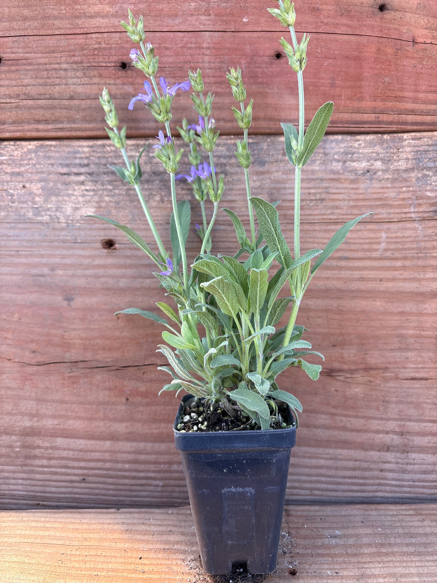 Salvia officinalis 'Minimus'