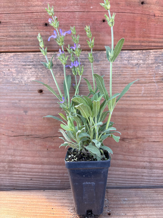 Salvia officinalis 'Minimus'